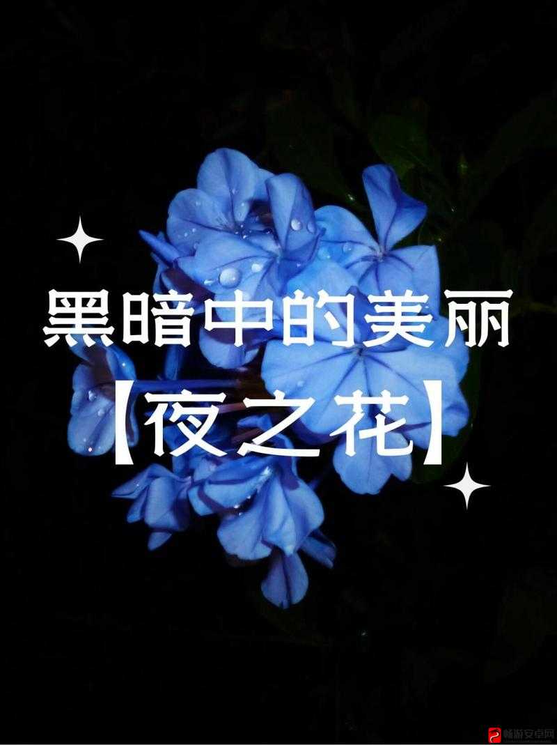 女性半夜神秘之花悄然绽放的奇妙情境